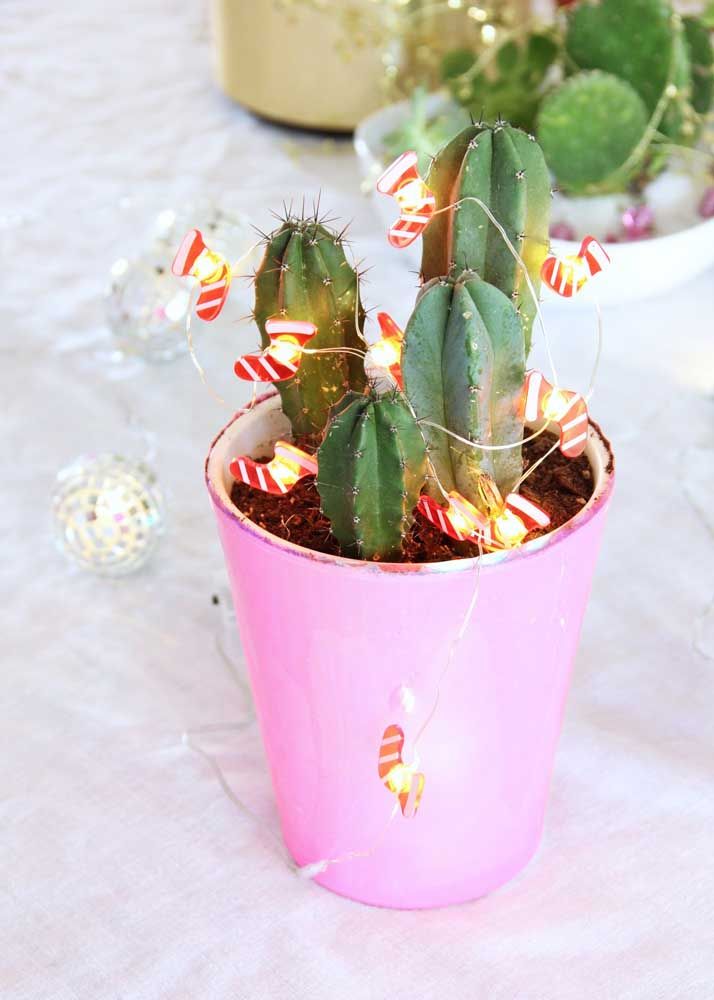 The cacti came into the Christmas decor too! And they even got flashing lights