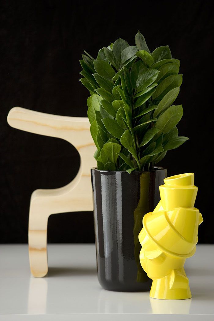 Mini zamioculca vase to be placed wherever you want