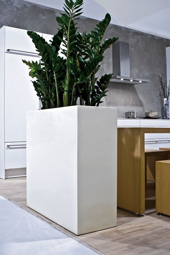 Tall vase with zamioculcas marks the area between the kitchen and the dining room