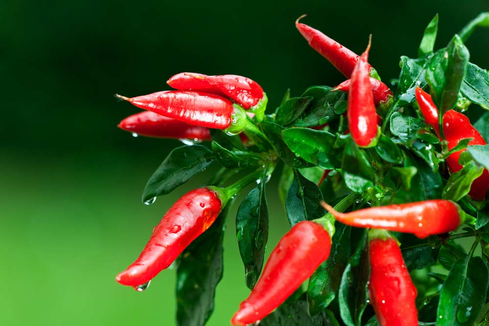 How to plant pepper