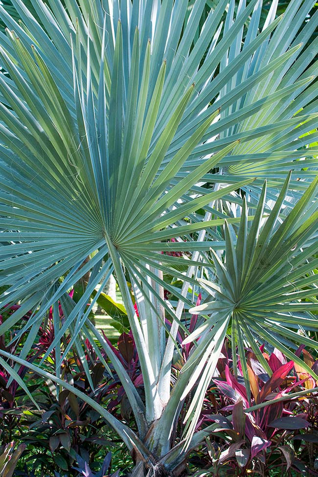 Blue palm tree