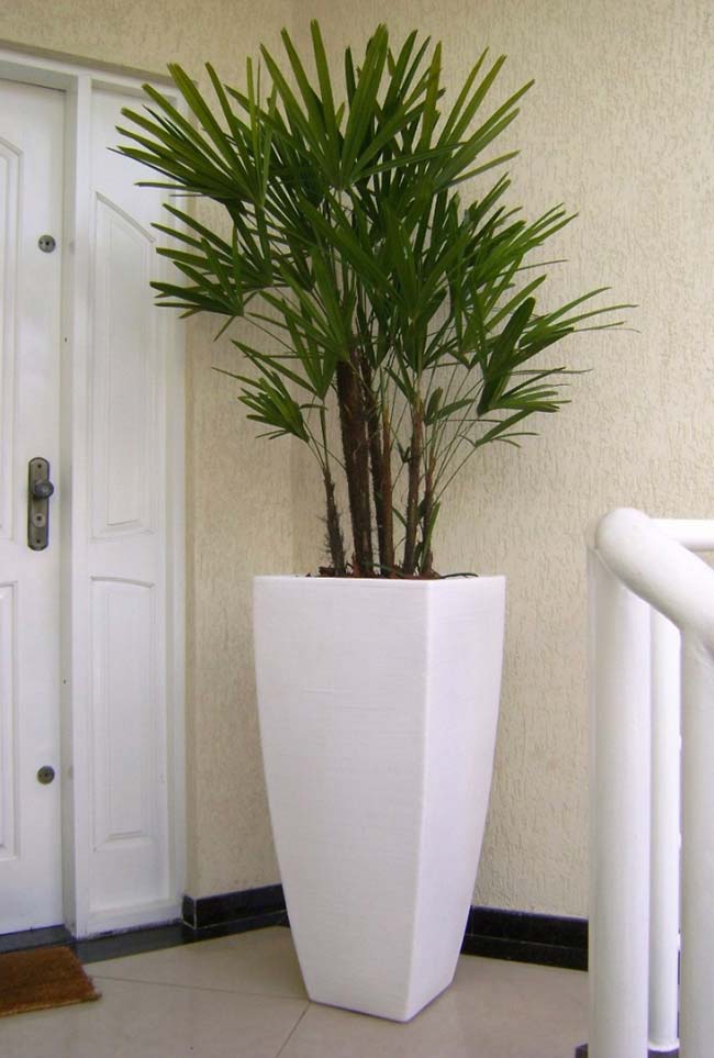 Style and elegance the plant with pot