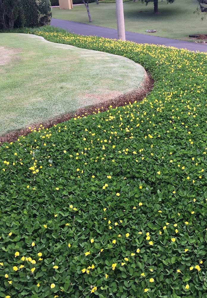 The delicacy of the little yellow flowers of the peanut grass; a touch more in the garden lining