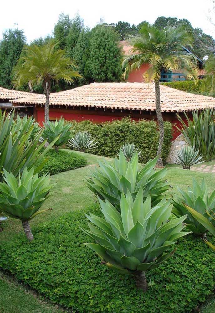 Peanut grass to highlight the agave bed