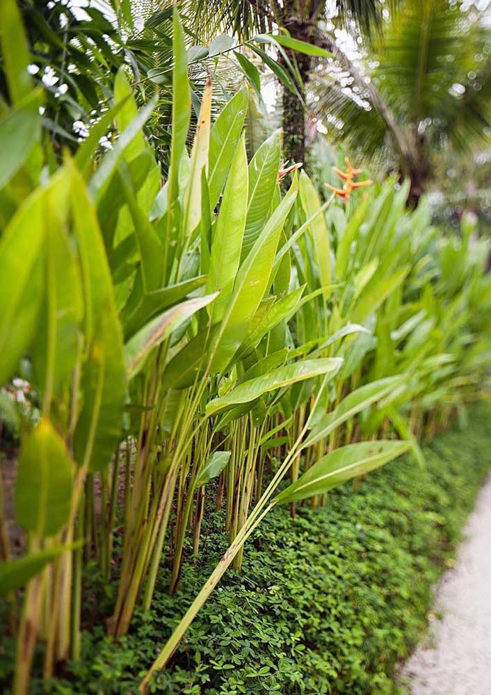 In three months the peanut grass reaches full coverage and your garden is beautiful to live in