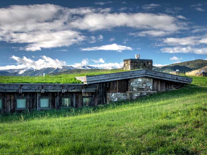 Potato grass growing freely in nature; charming and rustic setting