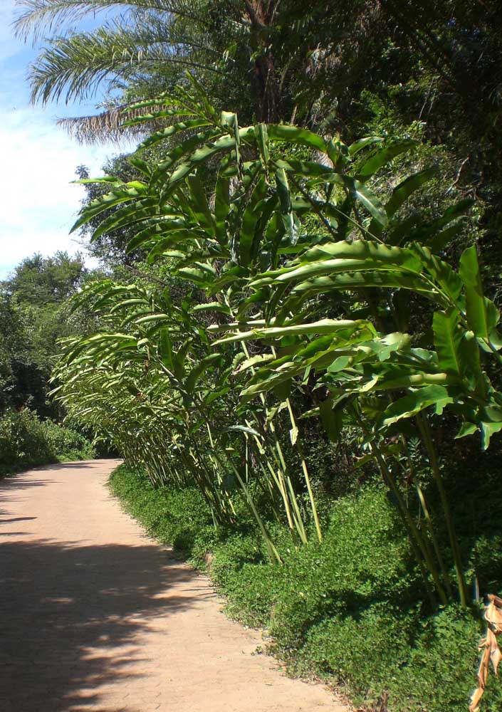 Peanut grass was used here as a lining on the side of the small road