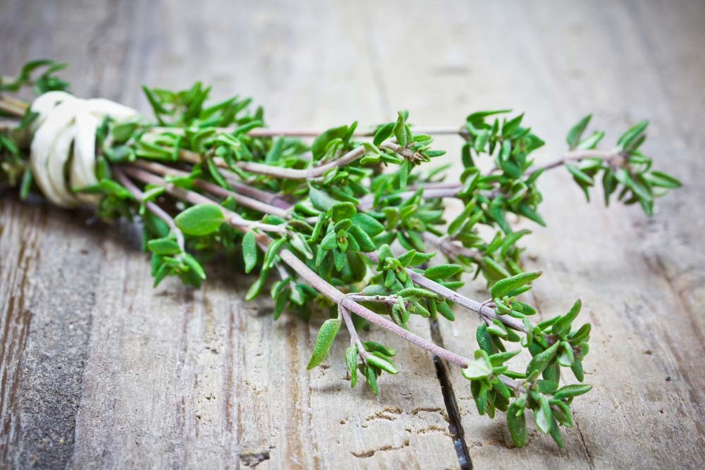 Discover how to plant thyme