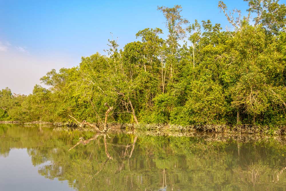 Sundarbans Park