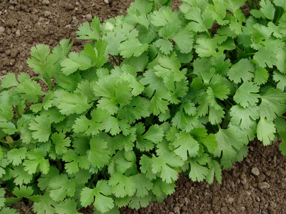 How to plant coriander: in the pot, in beds and even in pet bottles