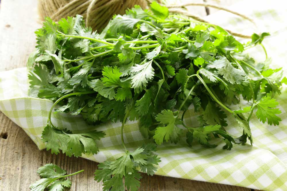 How to care for coriander