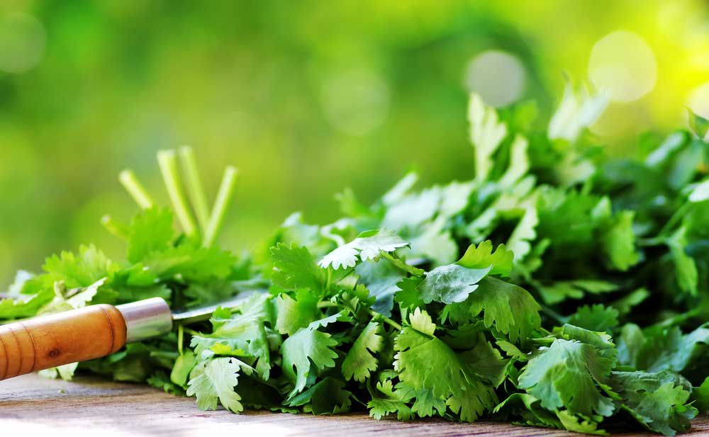 Characteristics and Uses of Coriander