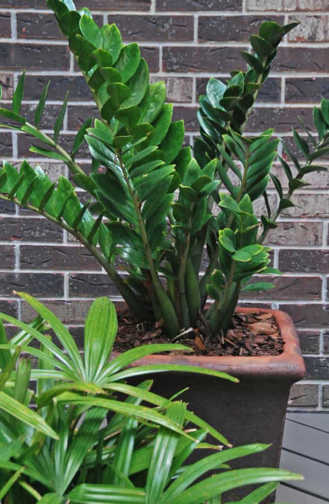 Já a Zamioculca é a planta ideal para jardins sombreados e de pouca luz. Só não repare no crescimento lento da espécie 