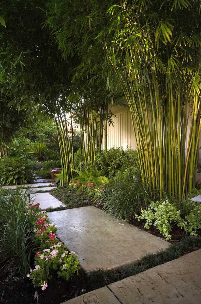 Mas se a intenção é recorrer a um jardim com visual zen ou oriental, os bambus não podem faltar