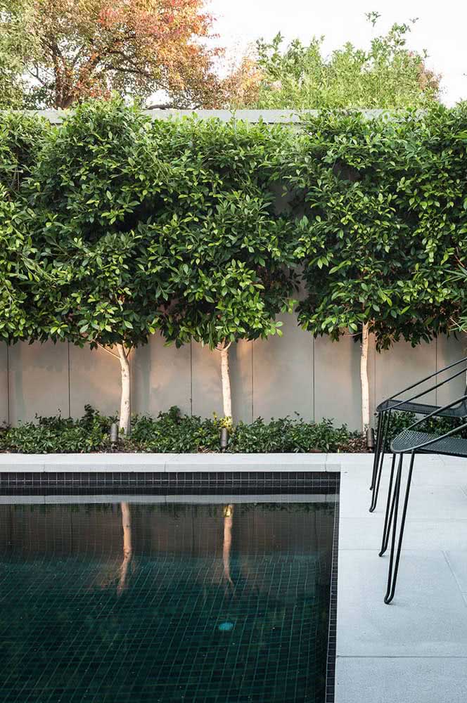 Tem piscina no meio do jardim? Faça um muro verde coberto por Ficus