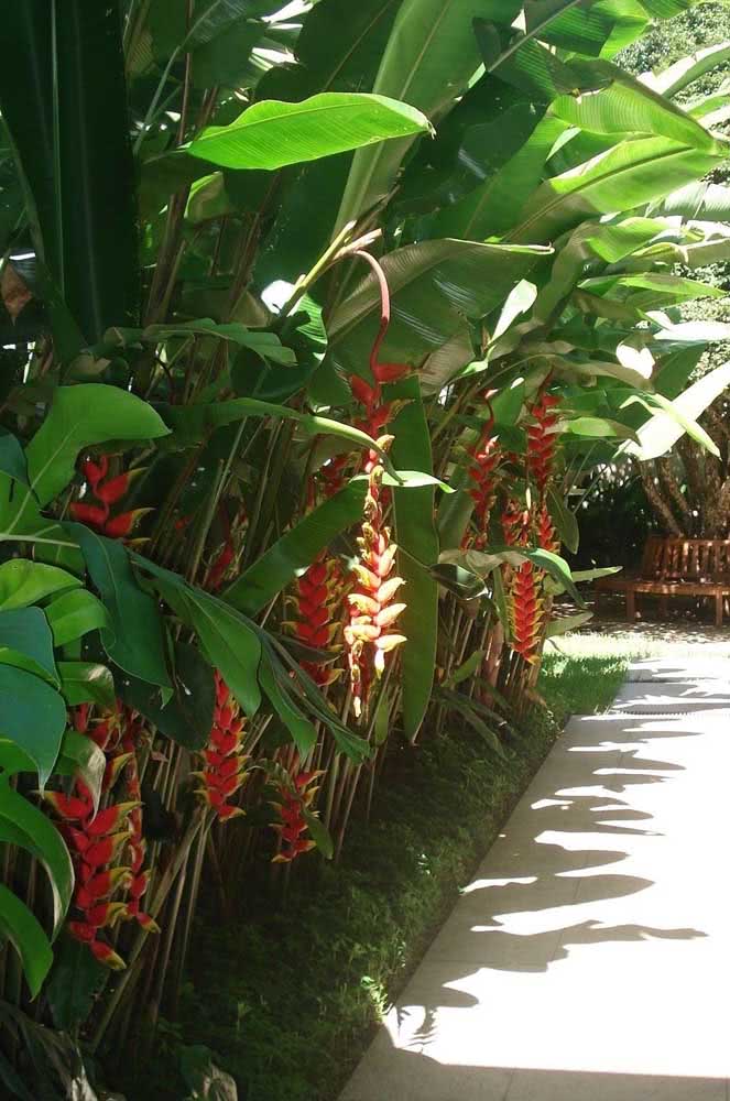 As Helicónias são a cara de um jardim tropical e festivo
