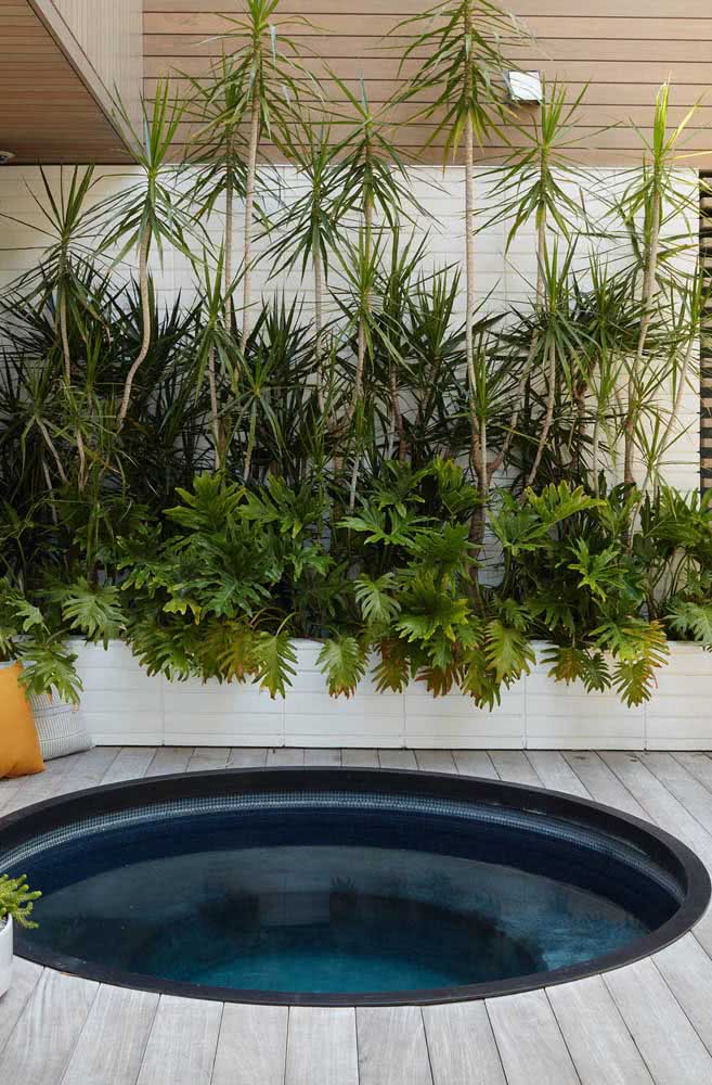 Composição rústica e tropical de Xanadus para o jardim com piscina