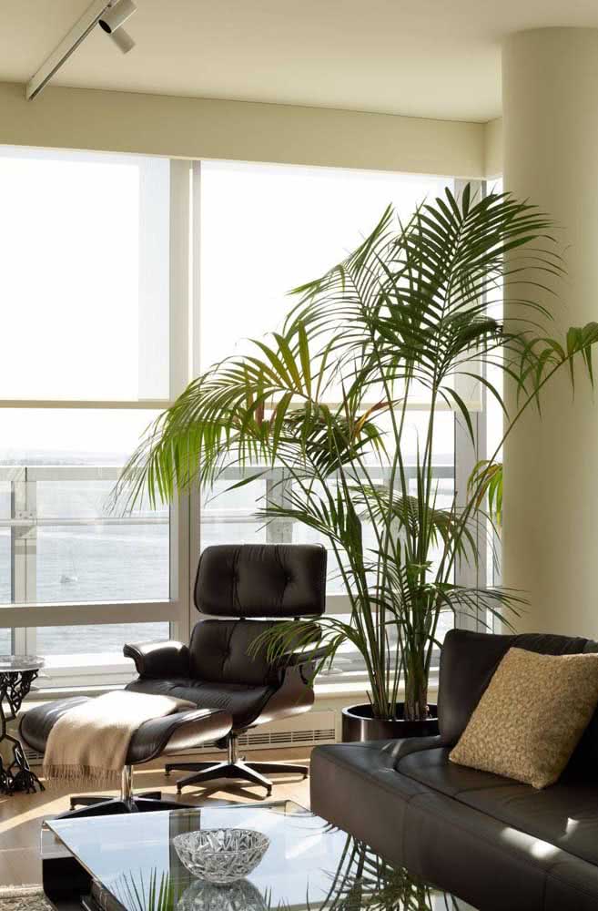Já a Bambu Areca é a campeã das plantas para dentro de casa. Fácil de cuidar e se adapta muito bem a ambientes fechados e com baixa luminosidade
