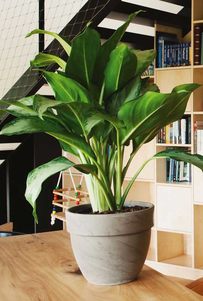 A Aglaonema é um ótimo exemplo de planta que vai super bem dentro de casa e ainda surpreende com suas folhas verdes grandes e lustrosas