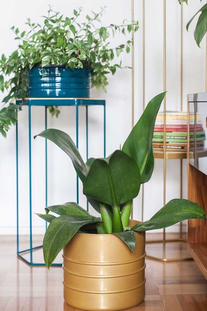 A Pacová é outra planta ornamental simples de cuidar. Valorize a espécie escolhendo um vaso super bonito para ela!