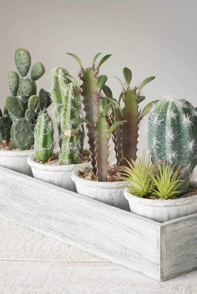 Que tal uma coleção de Cactus na varanda ou na sala?