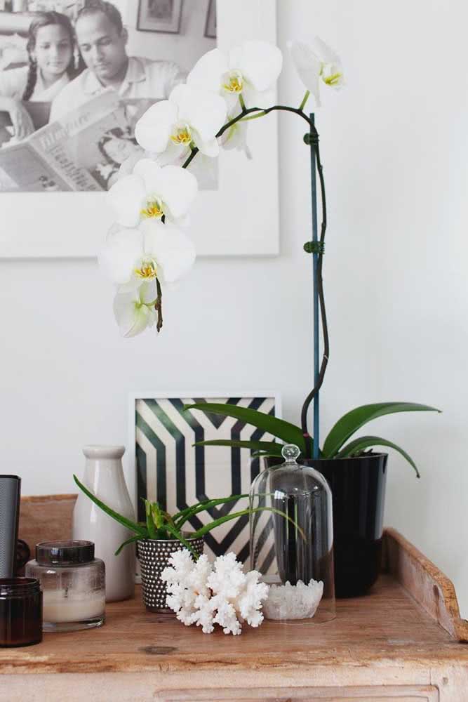 White Phalaenopsis Orchid for that special corner of the house