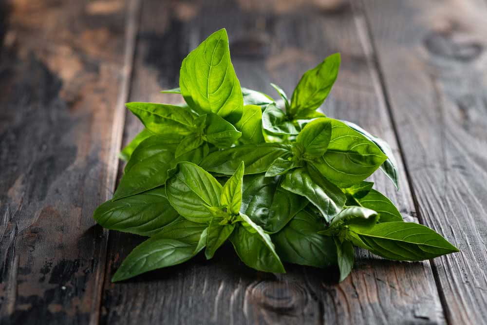 How to plant basil and rosemary