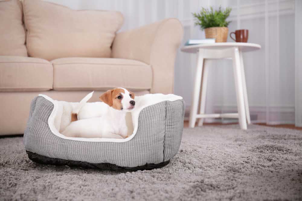 How to disinfect pet bedding