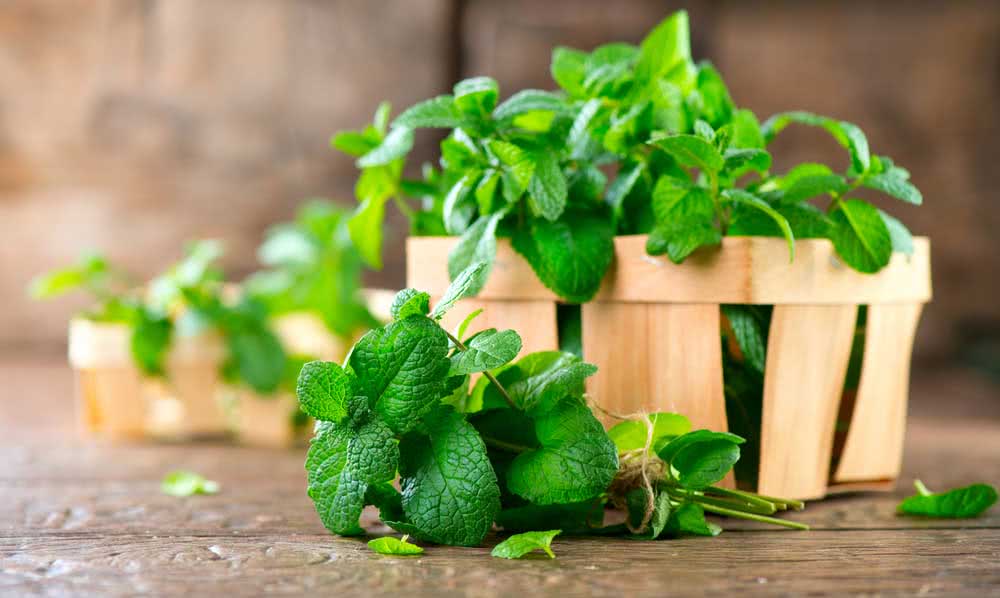 Plant mint with other plants