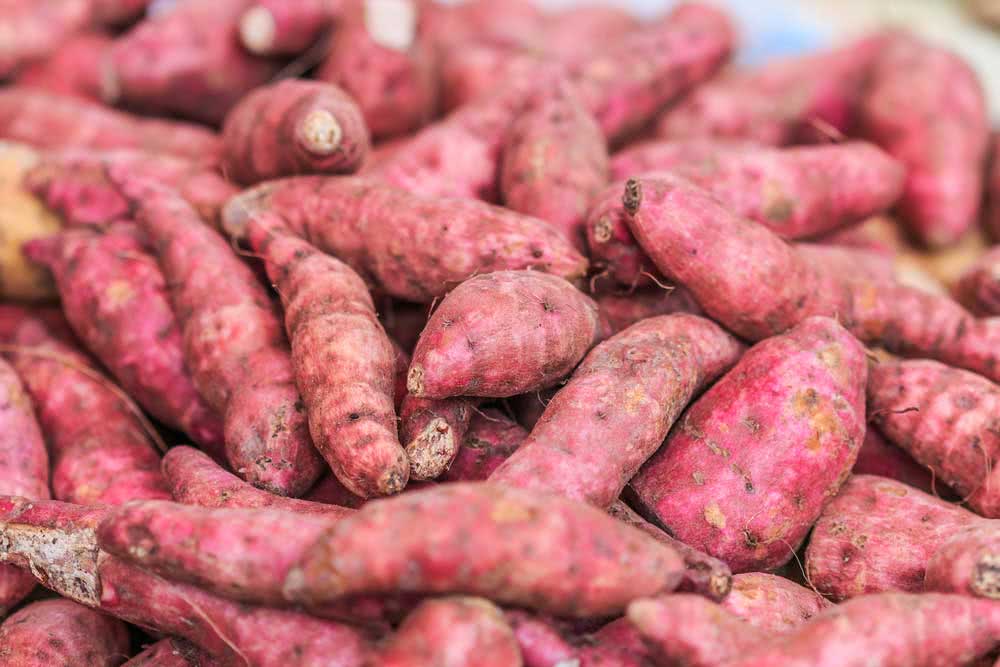 How to Plant Sweet Potatoes: Learn to Make a Seedling