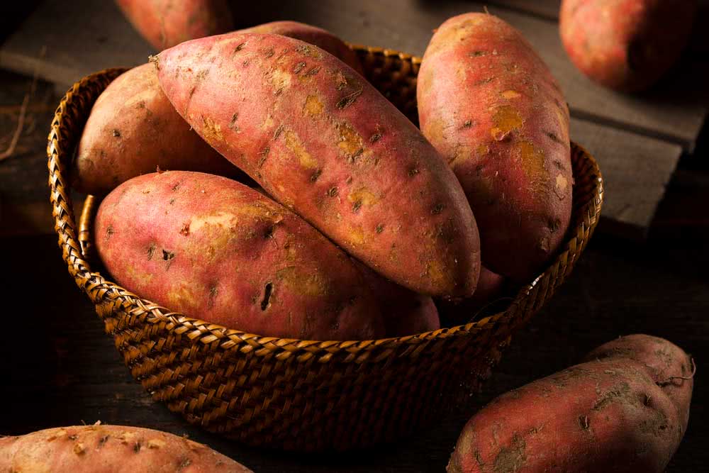 How to plant sweet potatoes in the pot