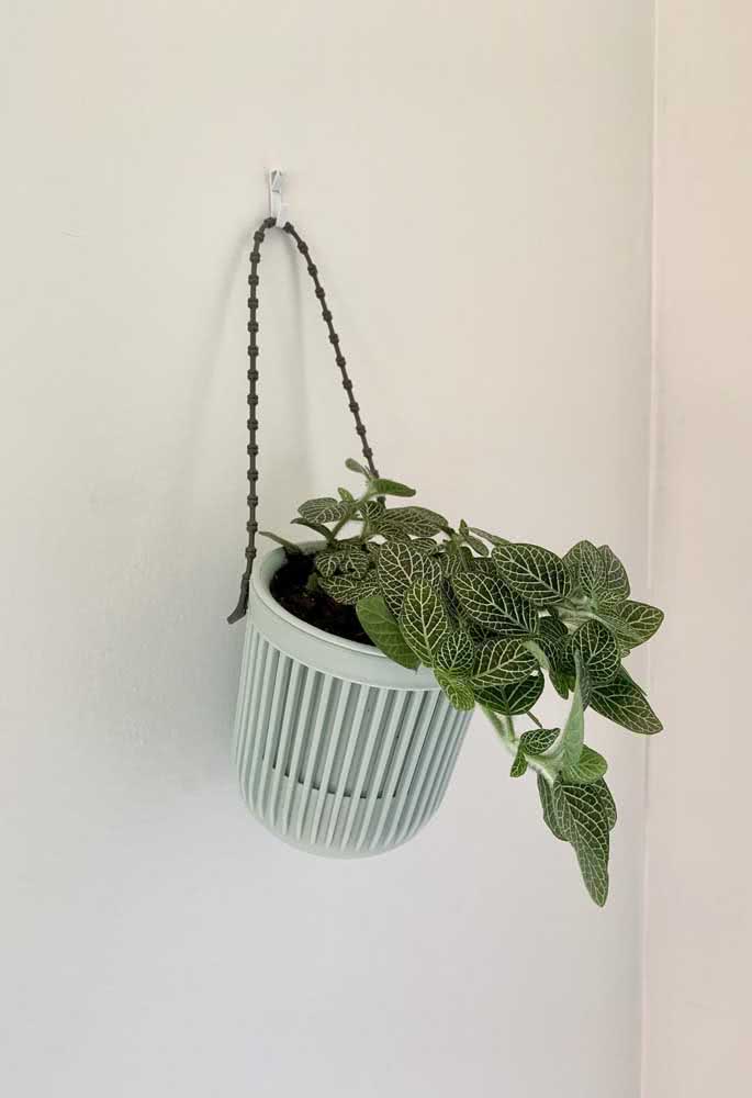 Pendant fitônia for those who want a different way of using the plant in decoration
