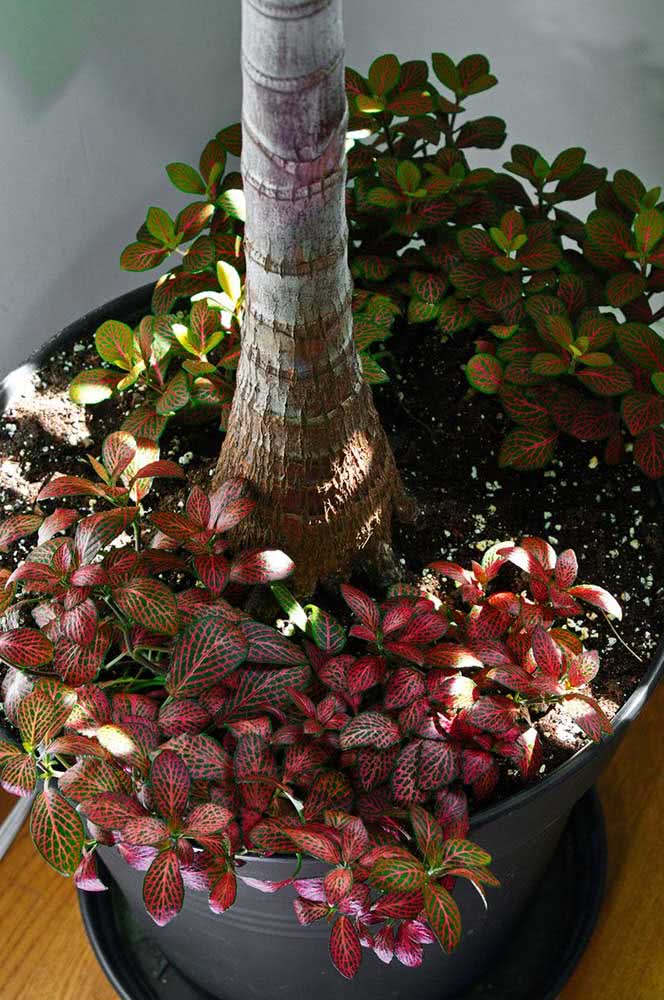 Phytories at the feet of other plants.  It is perfect for lining pots.