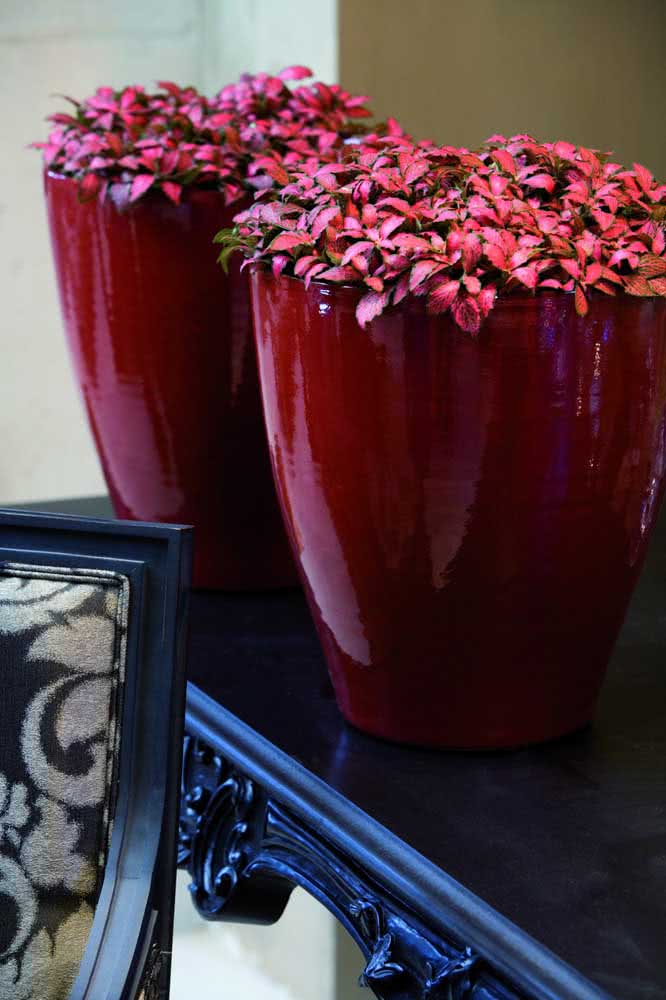 Red Phytonia to match vases of the same color