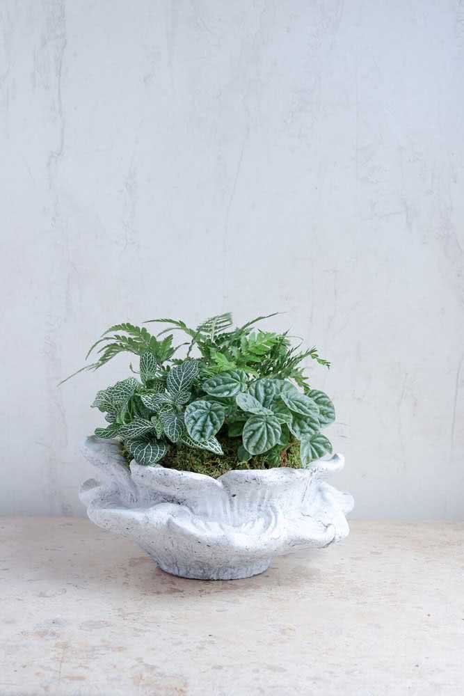 How about planting phyto, peperomia and mini fern in the same pot?