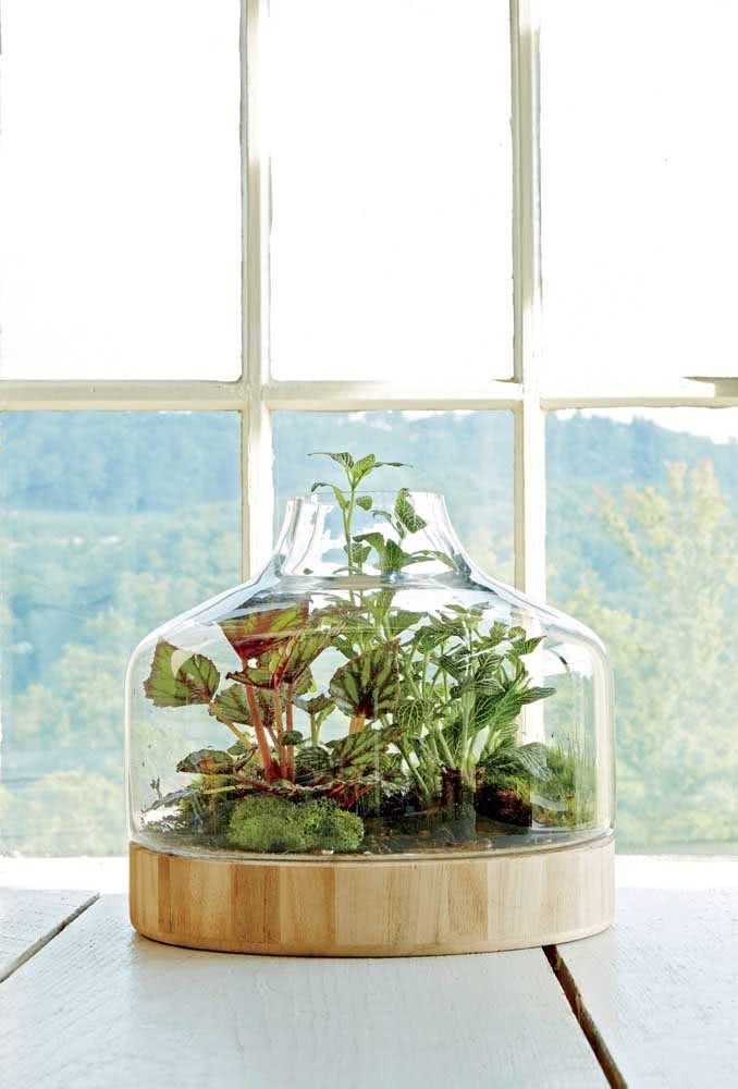 A terrarium with phytonias and other species enjoying the light that comes from the window