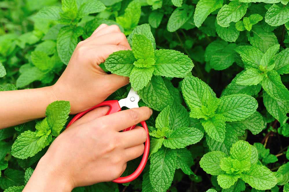 How to replant mint