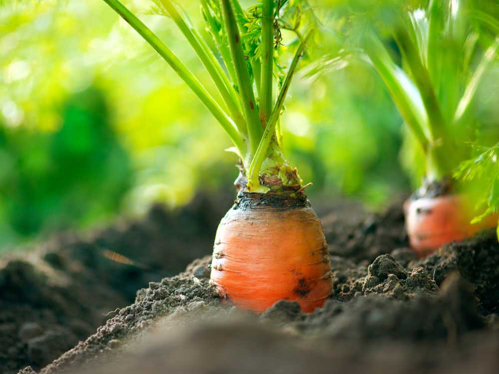How to plant carrots with seeds