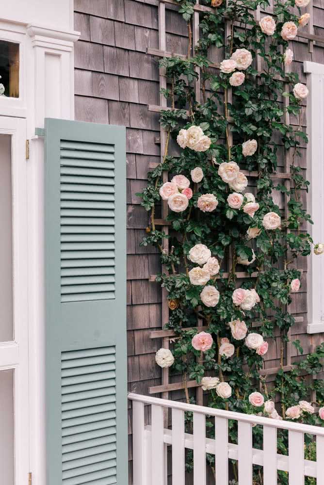Use a wooden trellis to support the climbing rose