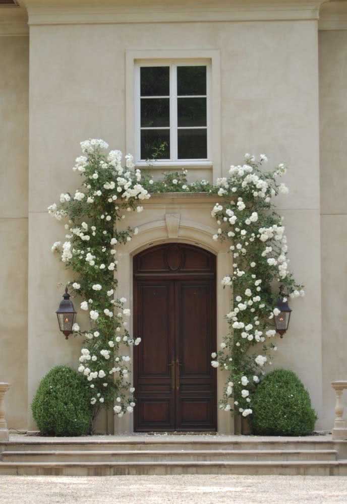 White climbing rose to adorn the house's facade