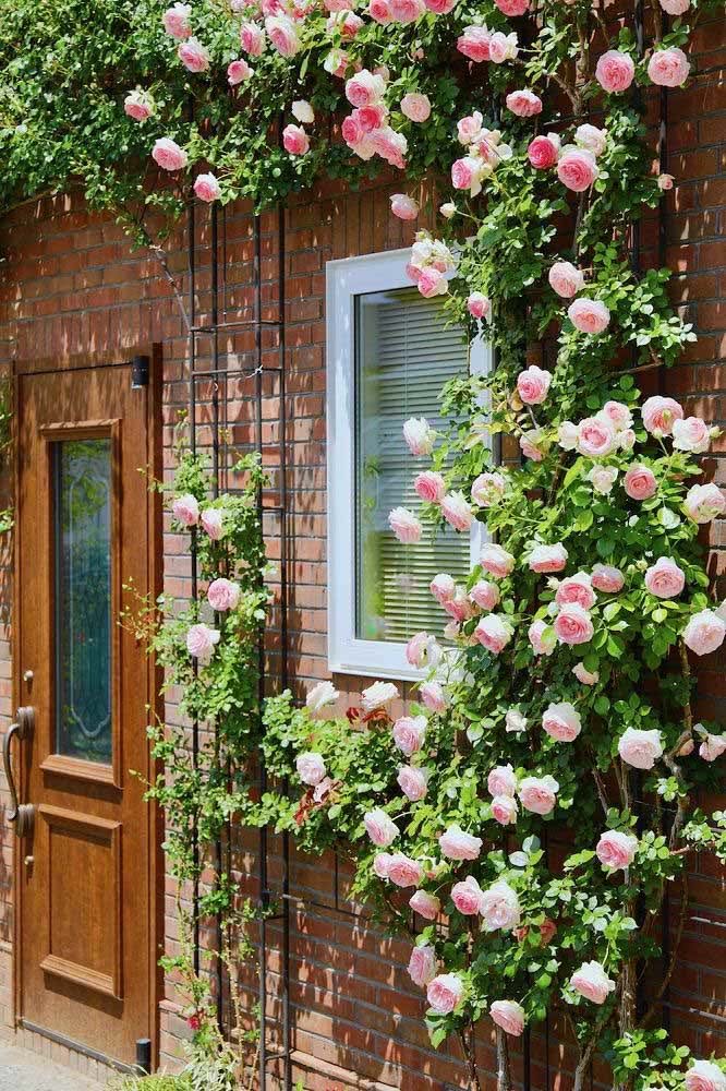 The brick wall was a charm only in contrast to the delicacy of the climbing rose