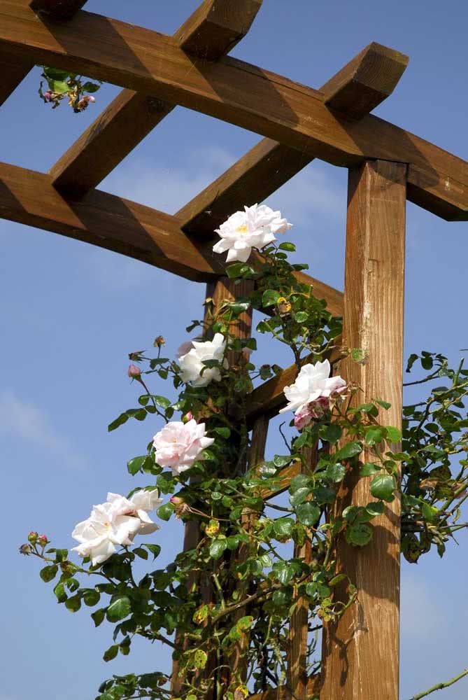 White climbing rose for the pergola