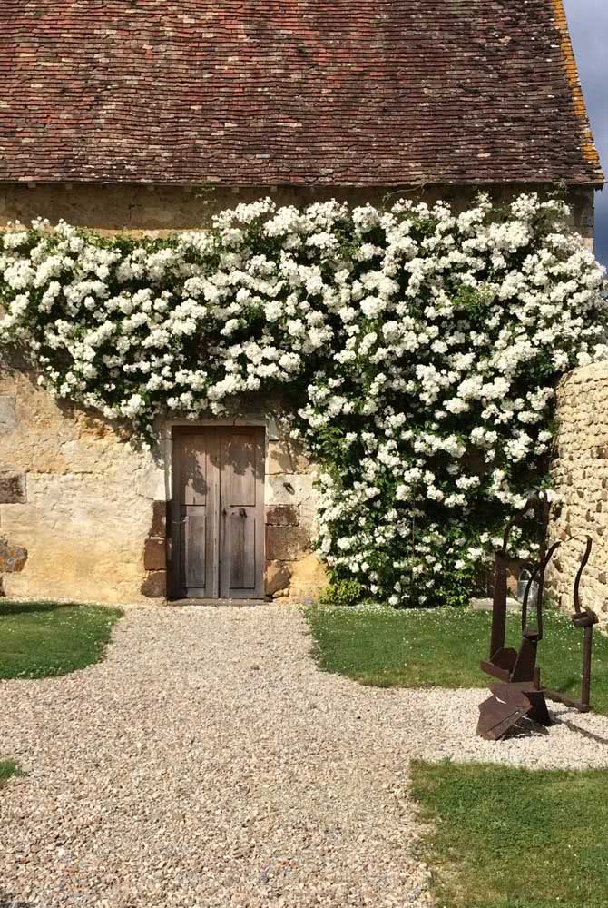 White vine rose ensuring the beauty of the rustic facade 