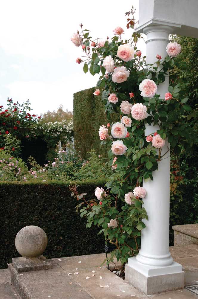 The columns of the house can also receive the climbing roses