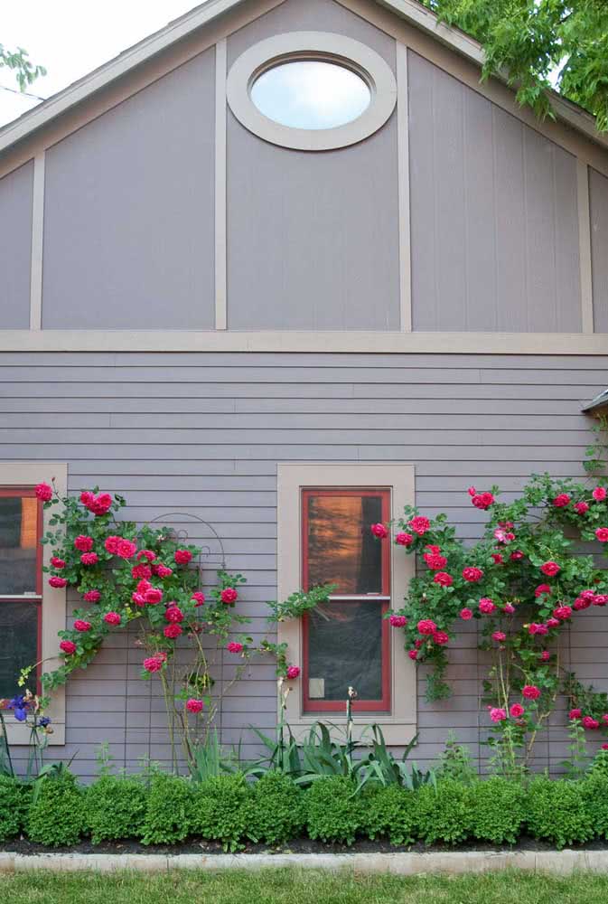 A beautiful contrast between the red vine rose and the gray facade