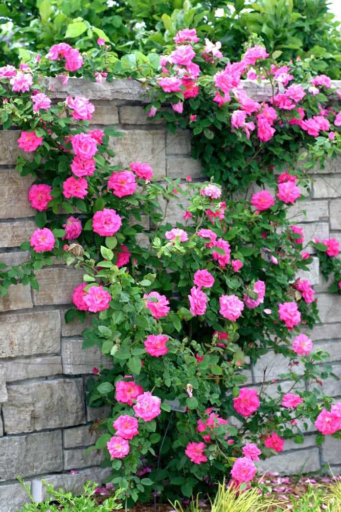 Climbing rose to cover the house wall