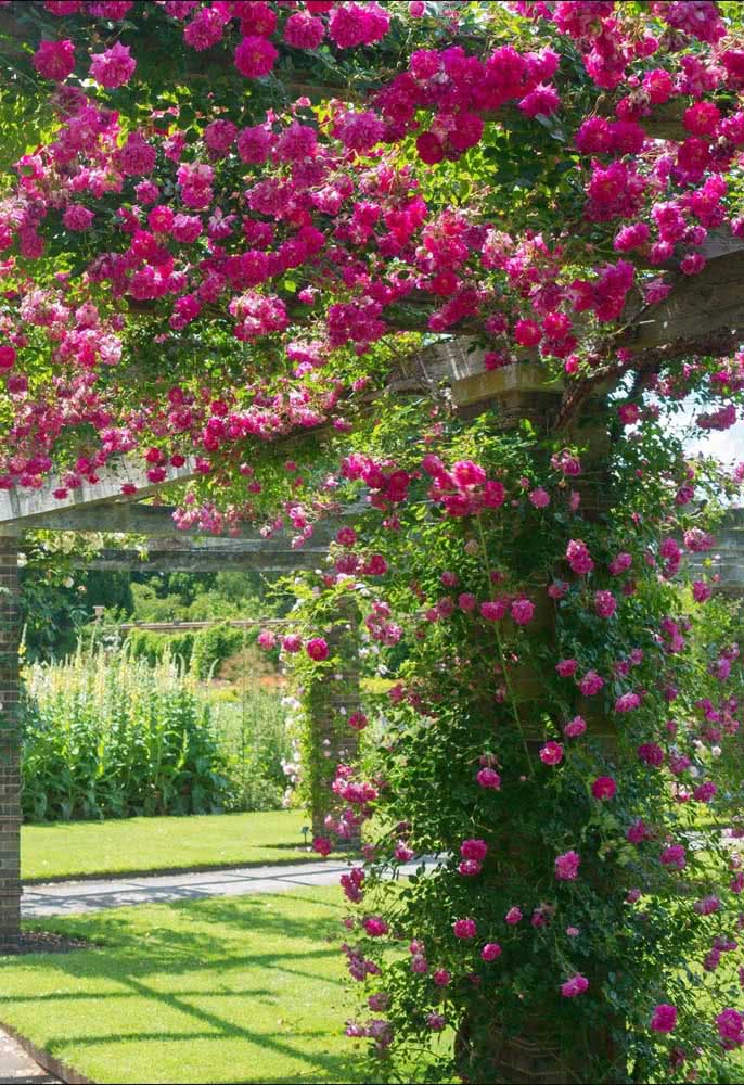 Be enchanted by this pergola with climbing rose