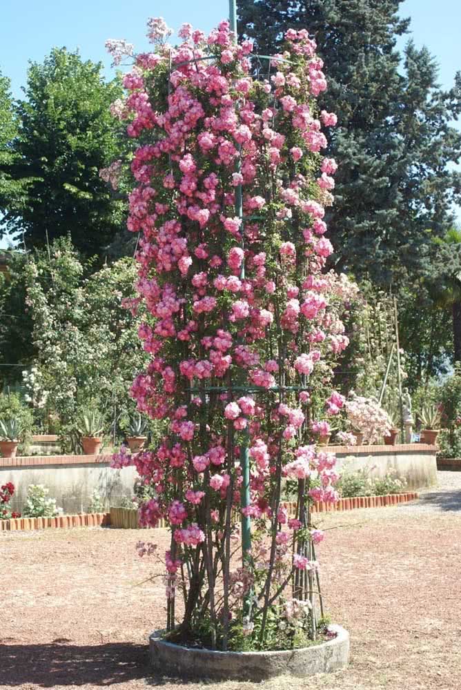 Use your creativity to form beautiful structures with the climbing rose