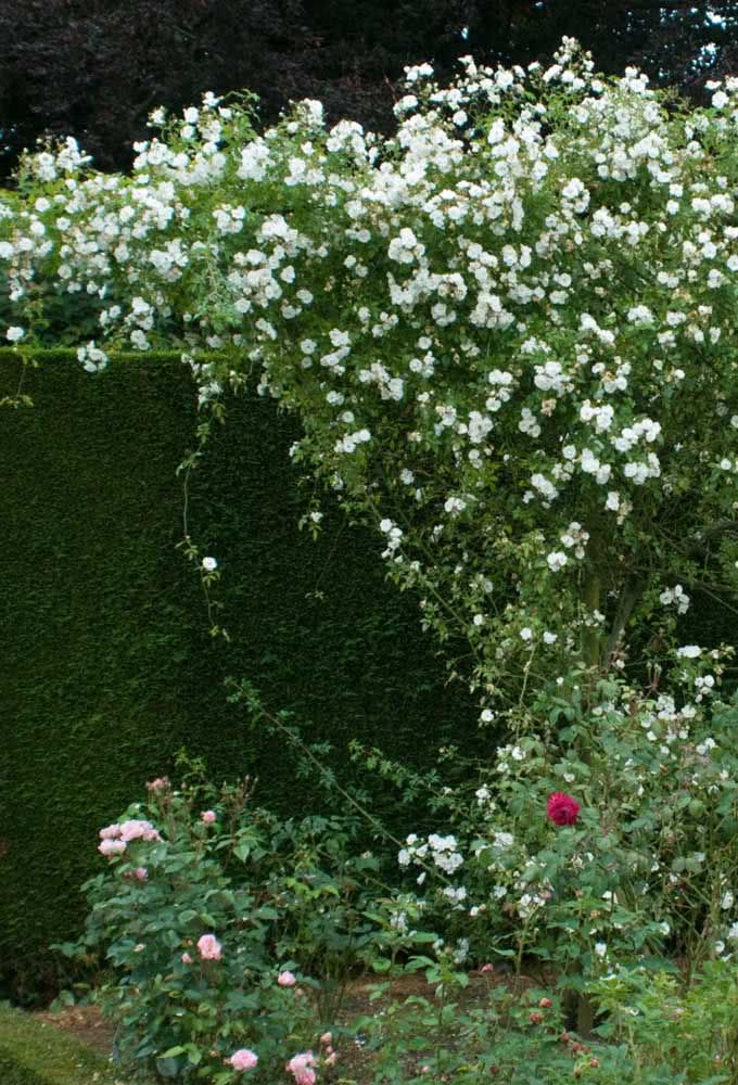 Last chance for you to surrender to the beauty of the climbing rose
