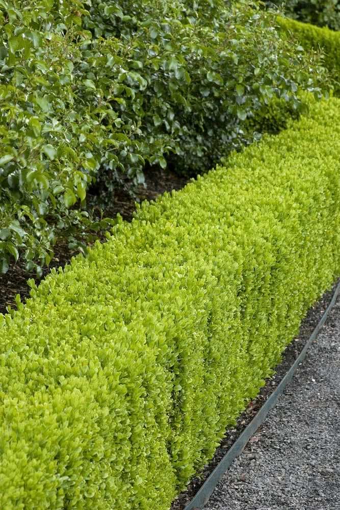 Gold drop hedge for those looking for a topiary option in the garden
